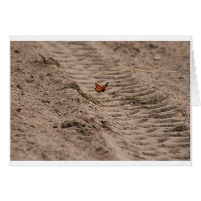 （昆虫）オオカバマダラ、モナークの空白のなカード (正面横)