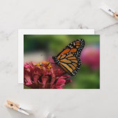 (昆虫)オオカバマダラ、モナークの《植物》百日草 – フラットグリーティングカード カード (正面/裏面インサイチュ)
