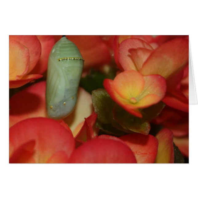 （昆虫）オオカバマダラ、モナークのChrysalis (正面横)