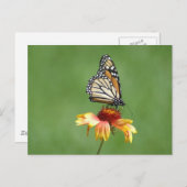（昆虫）オオカバマダラ、モナークはがき ポストカード (正面/裏面)
