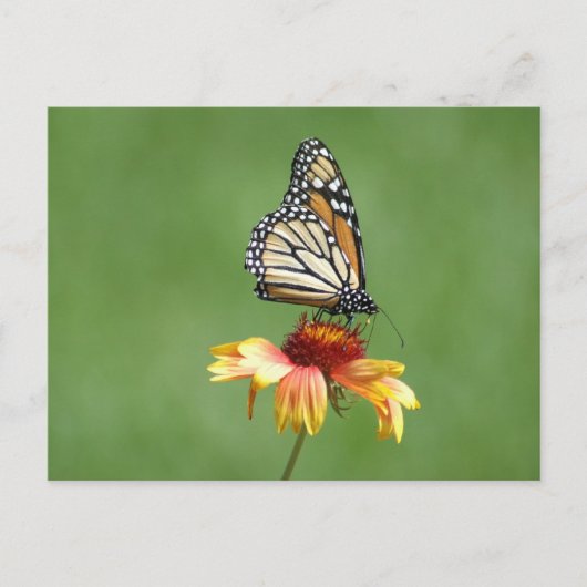 （昆虫）オオカバマダラ、モナークはがき ポストカード (正面)