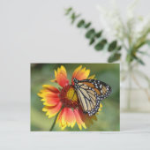 （昆虫）オオカバマダラ、モナークはがき ポストカード (スタンド正面)