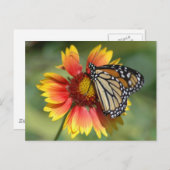 （昆虫）オオカバマダラ、モナークはがき ポストカード (正面/裏面)
