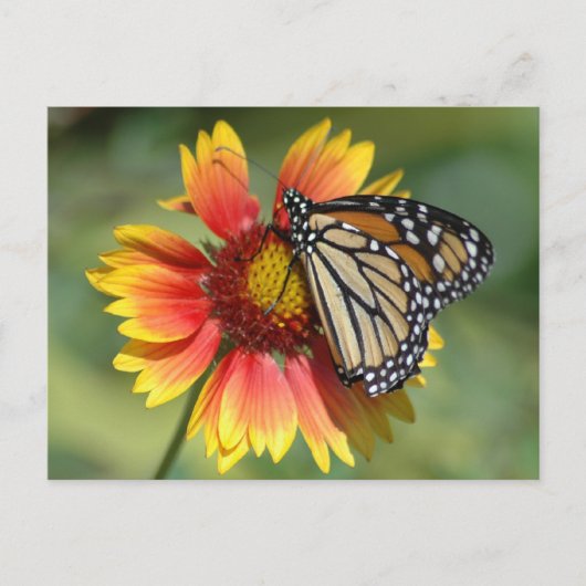 （昆虫）オオカバマダラ、モナークはがき ポストカード (正面)