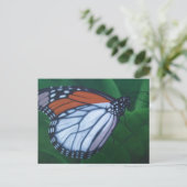 （昆虫）オオカバマダラ、モナークはがき ポストカード (スタンド正面)