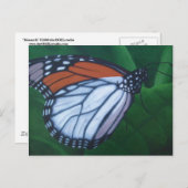 （昆虫）オオカバマダラ、モナークはがき ポストカード (正面/裏面)