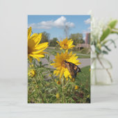 (昆虫)オオカバマダラ、モナークアットウィルキソンポインテパーク 招待状 (スタンド正面)