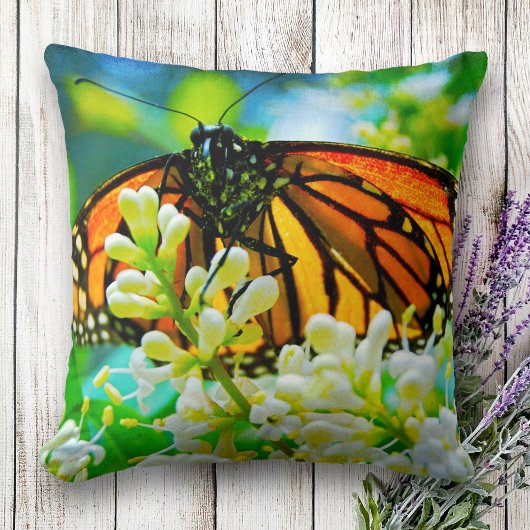(昆虫)オオカバマダラ、モナークオレンジバタフライ写真白はっきりした花 クッション
