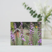 （昆虫）オオカバマダラ、モナークオンアイオワプレーリー ポストカード (スタンド正面)