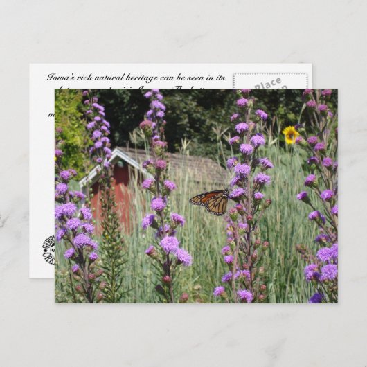 (昆虫)オオカバマダラ、モナークオンアイオワプレーリー ポストカード (正面/裏面)