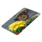 (昆虫)オオカバマダラ、モナークオンイエロー《植物》百日草 マグネット (左側)