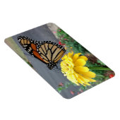 (昆虫)オオカバマダラ、モナークオンイエロー《植物》百日草 マグネット (右側)