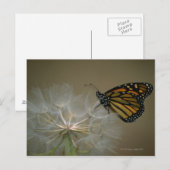 （昆虫）オオカバマダラ、モナークオンダンデリオン ポストカード (正面/裏面)