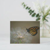 （昆虫）オオカバマダラ、モナークオンダンデリオン ポストカード (スタンド正面)