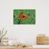 (昆虫)オオカバマダラ、モナークオンバタフライウィードプリント ポスター (キッチン)