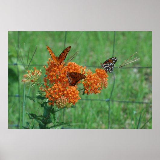 (昆虫)オオカバマダラ、モナークオンバタフライウィードプリント ポスター (正面)