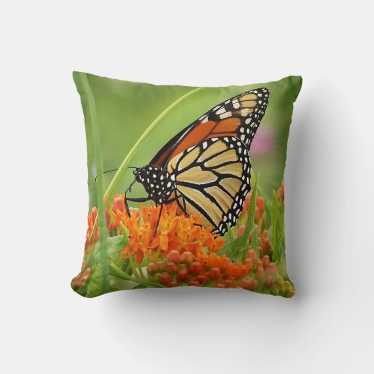 （昆虫）オオカバマダラ、モナークオンバタフライウィード装飾用クッション クッション (正面)