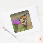 （昆虫）オオカバマダラ、モナークオンパスチュアティスルプレーリーリッジ スクエアシール (封筒)