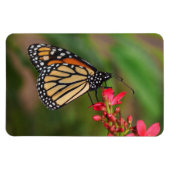 （昆虫）オオカバマダラ、モナークオンペンタ花マグネット マグネット (横)