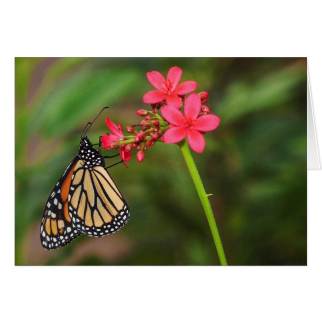 （昆虫）オオカバマダラ、モナークオンペンタ花 (正面横)