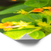 （昆虫）オオカバマダラ、モナークオンランタナ ポスター (角)