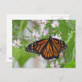 （昆虫）オオカバマダラ、モナークオンWild Astersポストカード ポストカード (正面/裏面)