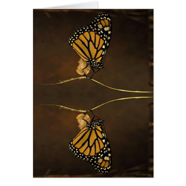 （昆虫）オオカバマダラ、モナークカード (正面)