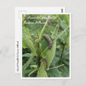 (昆虫)オオカバマダラ、モナークキャタピラーオンコモンミルクウィード葉書 ポストカード (正面/裏面)