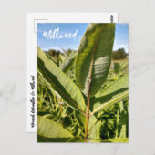 （昆虫）オオカバマダラ、モナークキャタピラーオンミルクウィード葉書 ポストカード (正面/裏面)