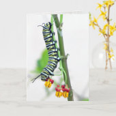 (昆虫)オオカバマダラ、モナークキャタピラーグリーティングカード カード (黄色い花)