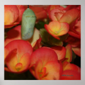 (昆虫)オオカバマダラ、モナーククリサリス ポスター (正面)