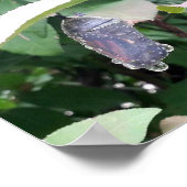 （昆虫）オオカバマダラ、モナーククリサリス ポスター (角)