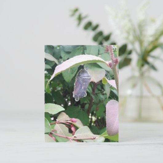 (昆虫)オオカバマダラ、モナーククリサリス ポストカード (スタンド正面)