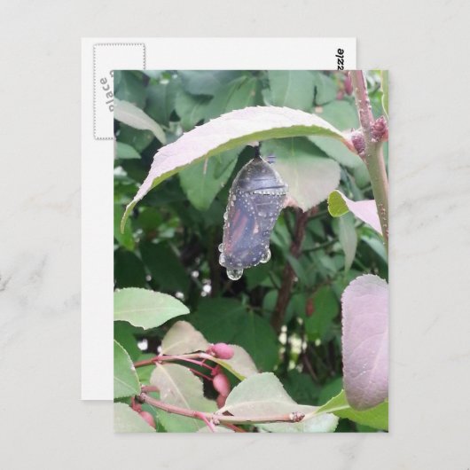 (昆虫)オオカバマダラ、モナーククリサリス ポストカード (正面/裏面)