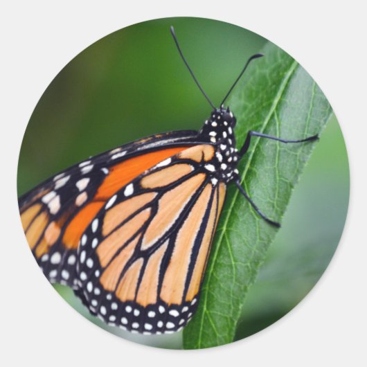 （昆虫）オオカバマダラ、モナークシール ラウンドシール (正面)