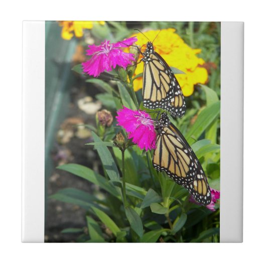 （昆虫）オオカバマダラ、モナークツイン#2-tile タイル (正面)