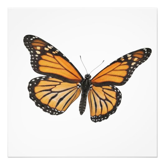 （昆虫）オオカバマダラ、モナークドリフト フォトプリント            (正面)
