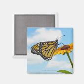 （昆虫）オオカバマダラ、モナークバタフライオンアブラックアイドスーザン マグネット (正面/裏面)