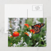 （昆虫）オオカバマダラ、モナークバタフライオンオレンジアンドレッドランタナ ポストカード (正面/裏面)