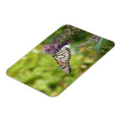 (昆虫)オオカバマダラ、モナークバタフライオンパープルバタフライブッシュ マグネット (左側)