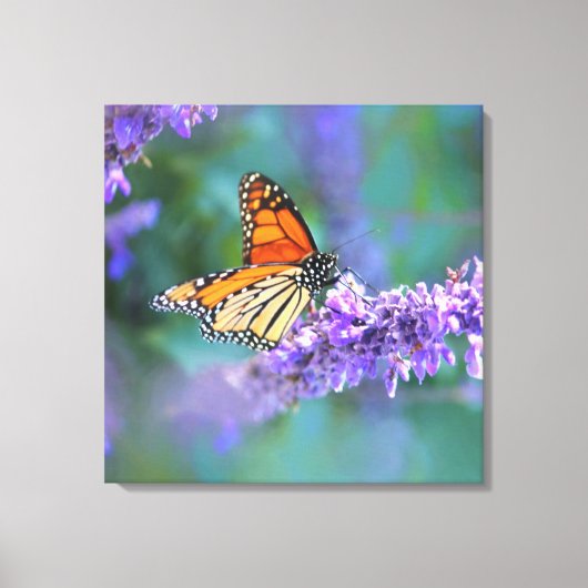 （昆虫）オオカバマダラ、モナークバタフライオンパープル薄紫花 キャンバスプリント (正面)