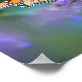 (昆虫)オオカバマダラ、モナークバタフライオンパープル薄紫花 ポスター (角)