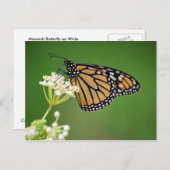 (昆虫)オオカバマダラ、モナークバタフライオンホワイトスワンプミルクウィードハガキ ポストカード (正面/裏面)