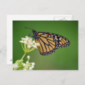 (昆虫)オオカバマダラ、モナークバタフライオンホワイトスワンプミルクウィードフラワー ポストカード (正面/裏面)