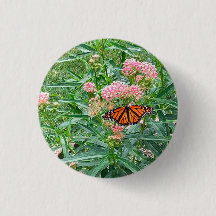 （昆虫）オオカバマダラ、モナークバタフライオンミルクウィード