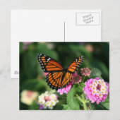 （昆虫）オオカバマダラ、モナークバタフライオンランタナフラワー ポストカード (正面/裏面)