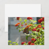 （昆虫）オオカバマダラ、モナークバタフライオンレッドバタフライブッシュ (正面/裏面)