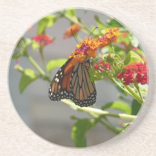 (昆虫)オオカバマダラ、モナークバタフライオンレッドバタフライブッシュ コースター (正面)