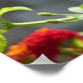 (昆虫)オオカバマダラ、モナークバタフライオンレッドバタフライブッシュ ポスター (角)