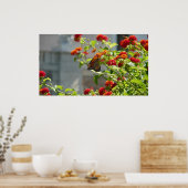 (昆虫)オオカバマダラ、モナークバタフライオンレッドバタフライブッシュ ポスター (キッチン)